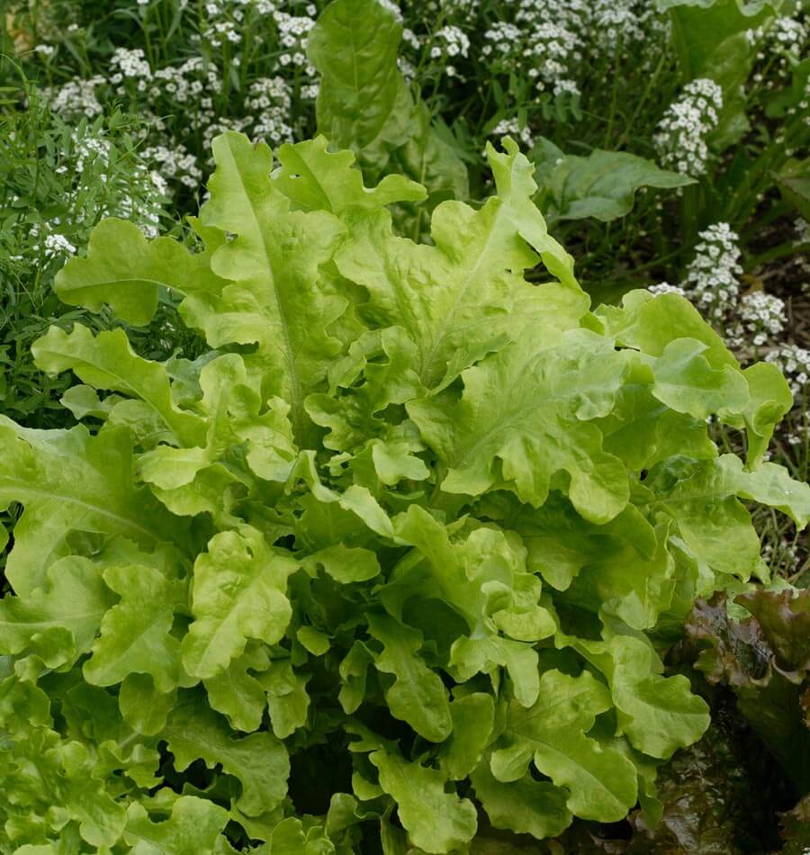 Green Salad Bowl - Image 3