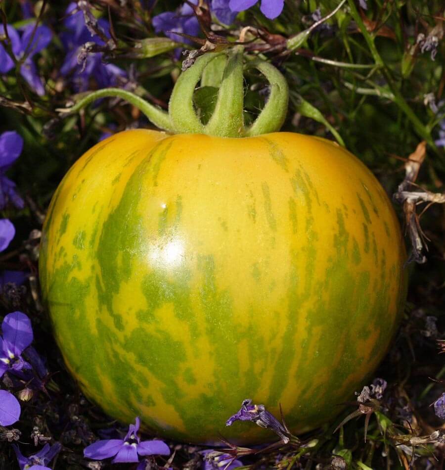 Green Zebra Organic - Image 3