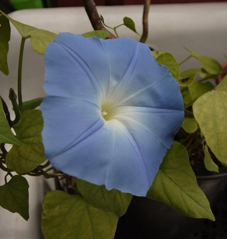 Heavenly Blue - Image 4