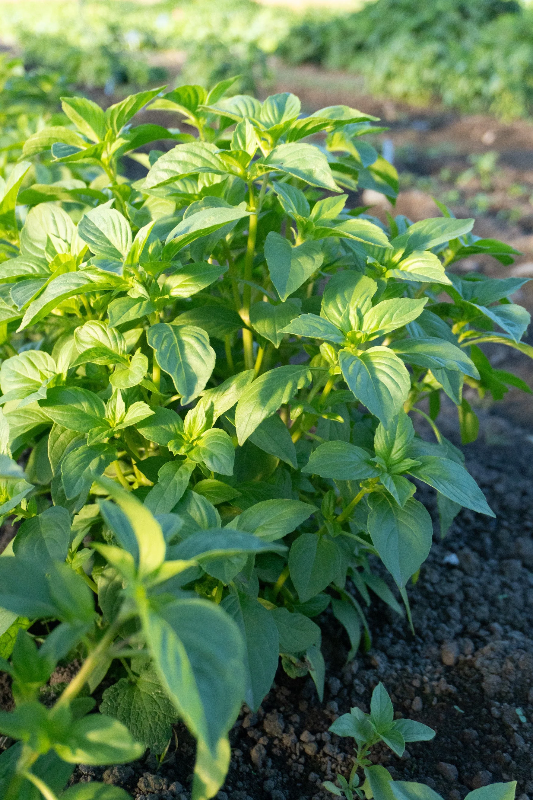Helios Lemon - Image 2