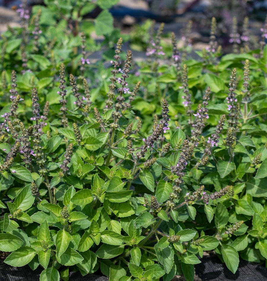Holy Basil Organic - Image 4