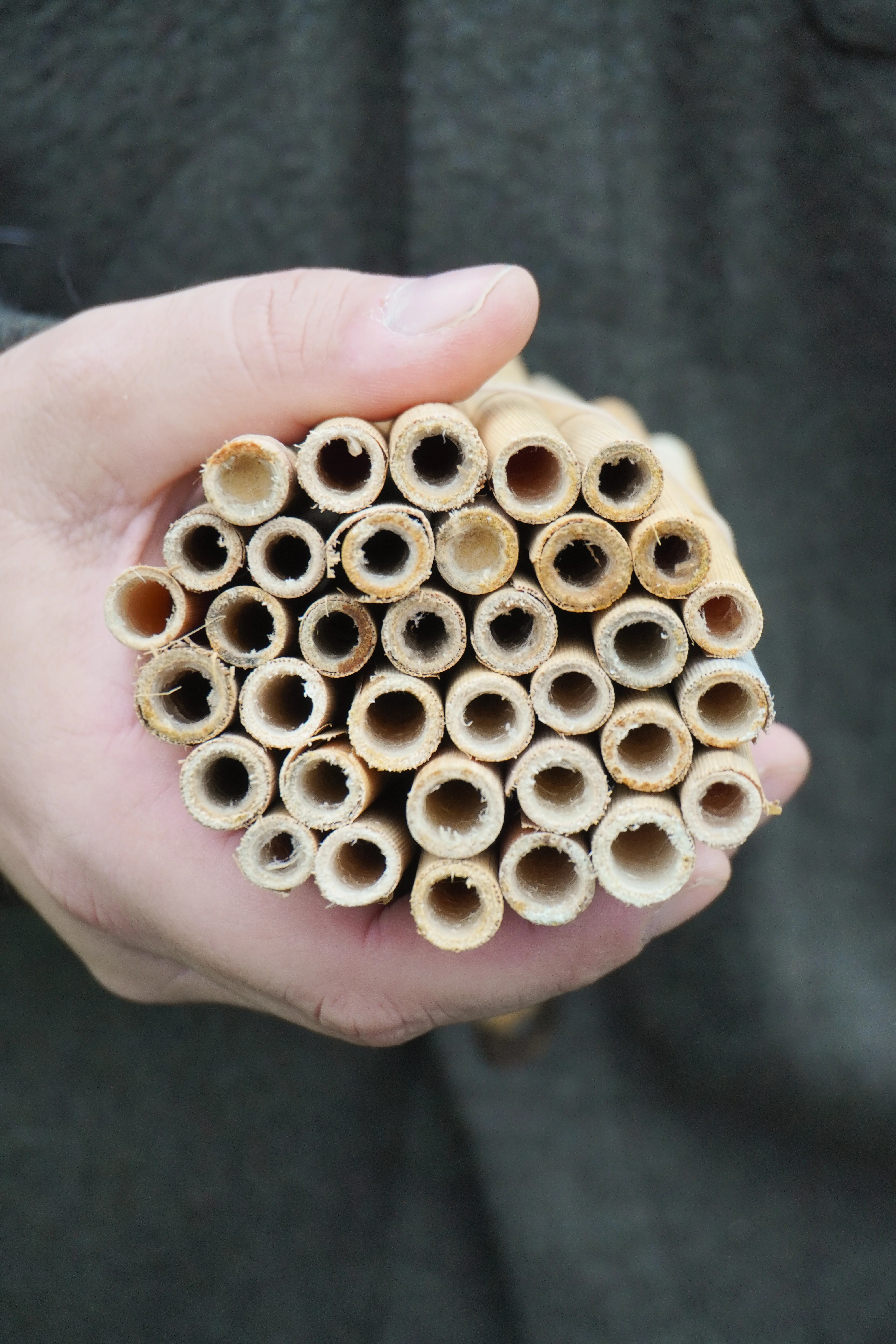 Large Natural Reeds (36) - Image 2