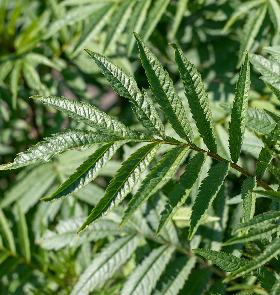 Peruvian Black Mint