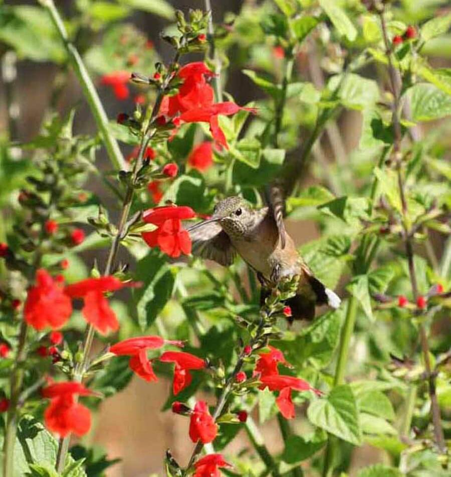 Hummingbird Blend - Image 3