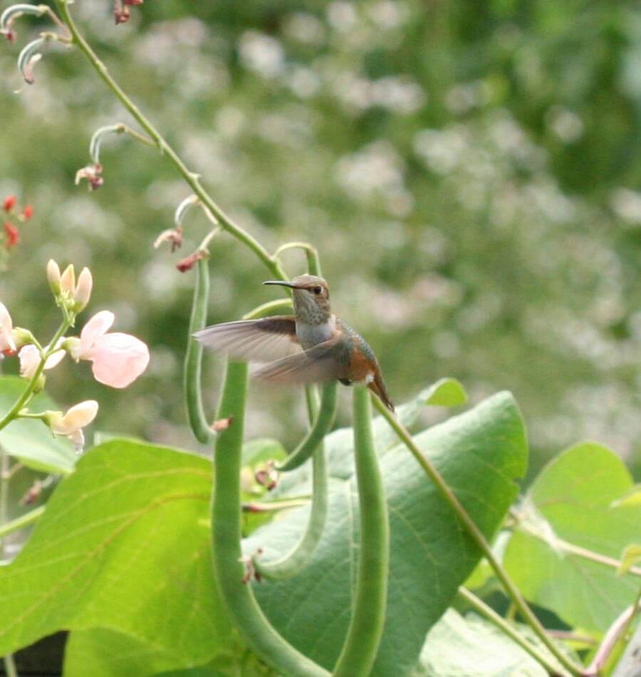 Hummingbird Blend - Image 4