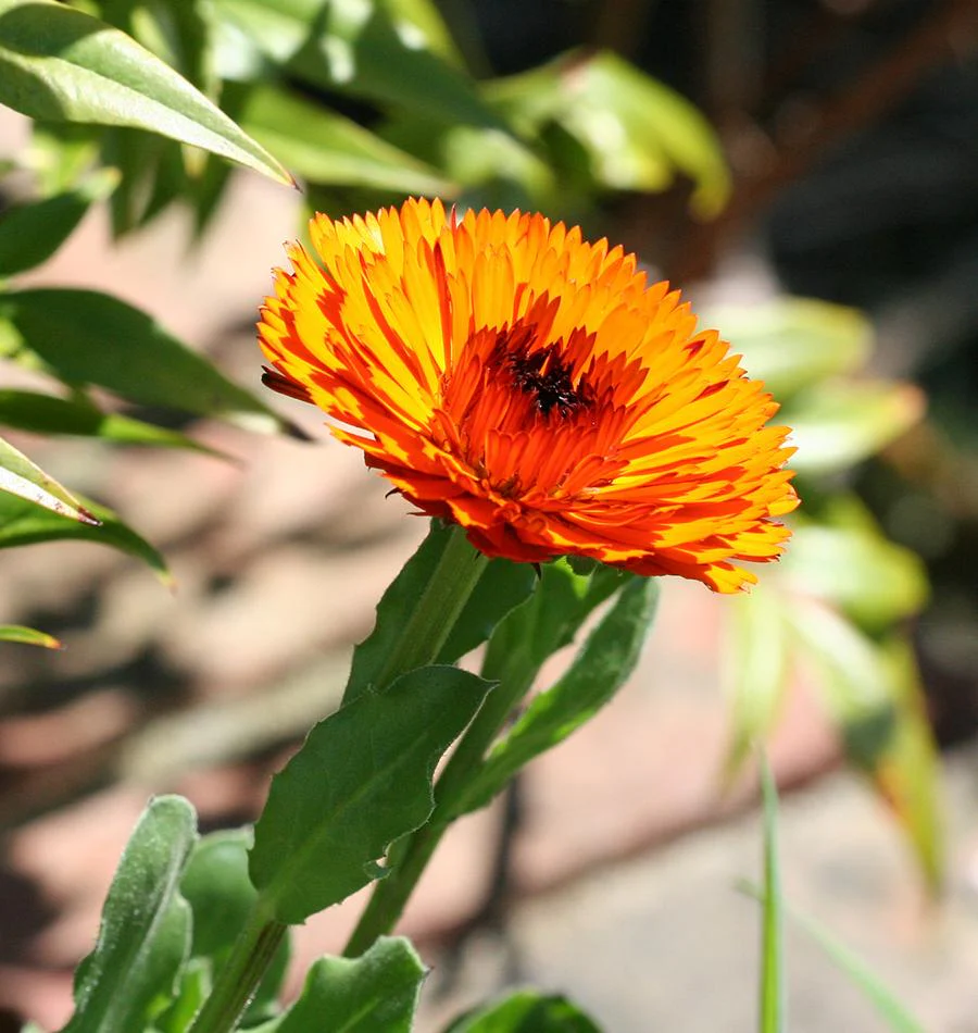 Indian Prince - Image 3