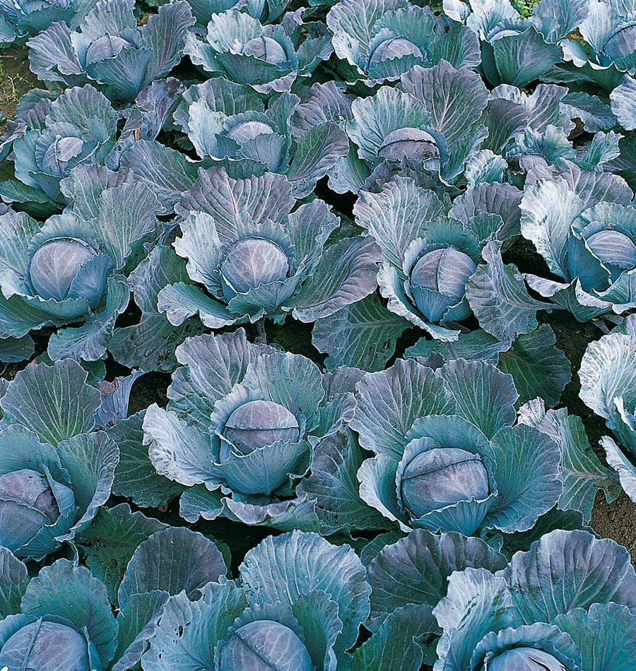 Integro F1 Coated Organic - Image 3