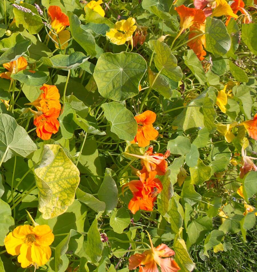 Jewel Mix - Image 4