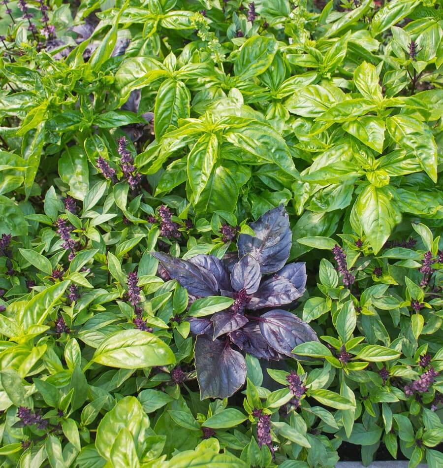 Kitchen Basil Blend - Image 3