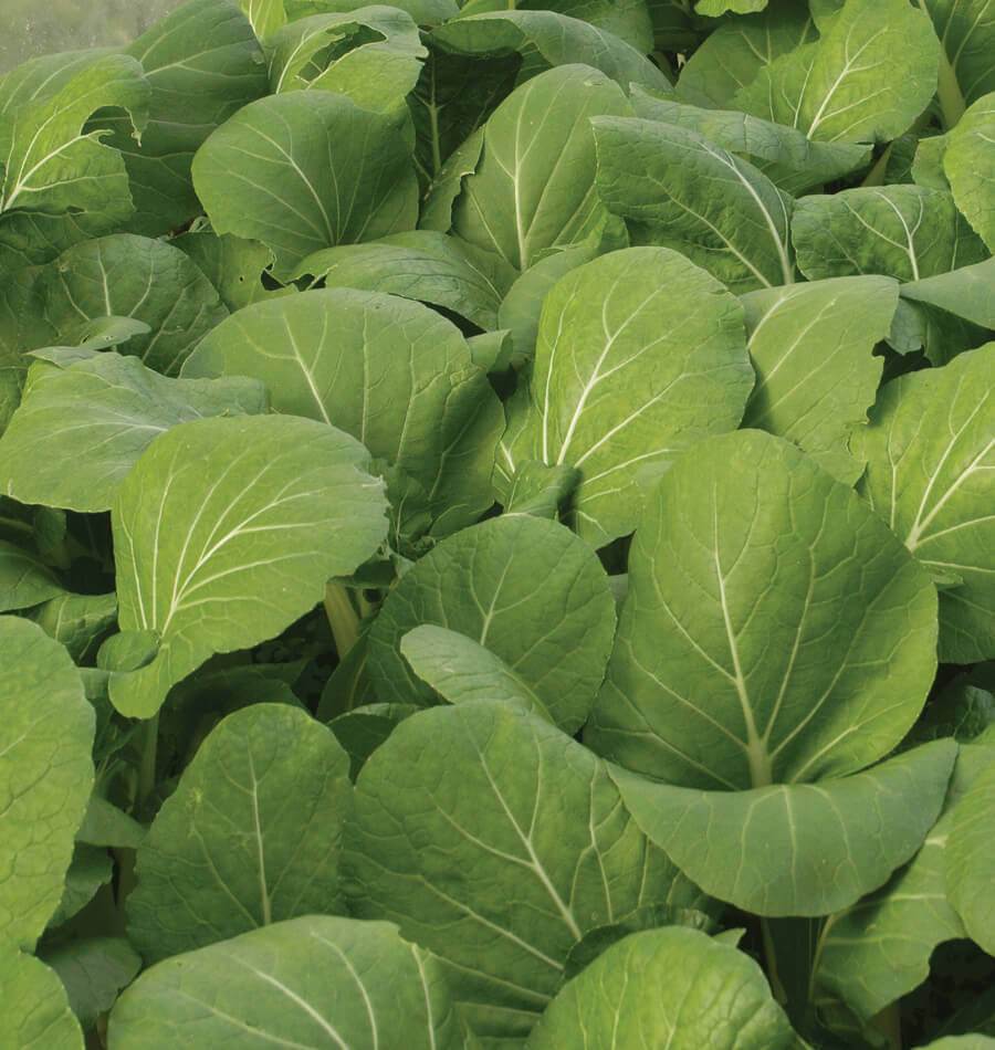 Komatsuna Green - Image 4