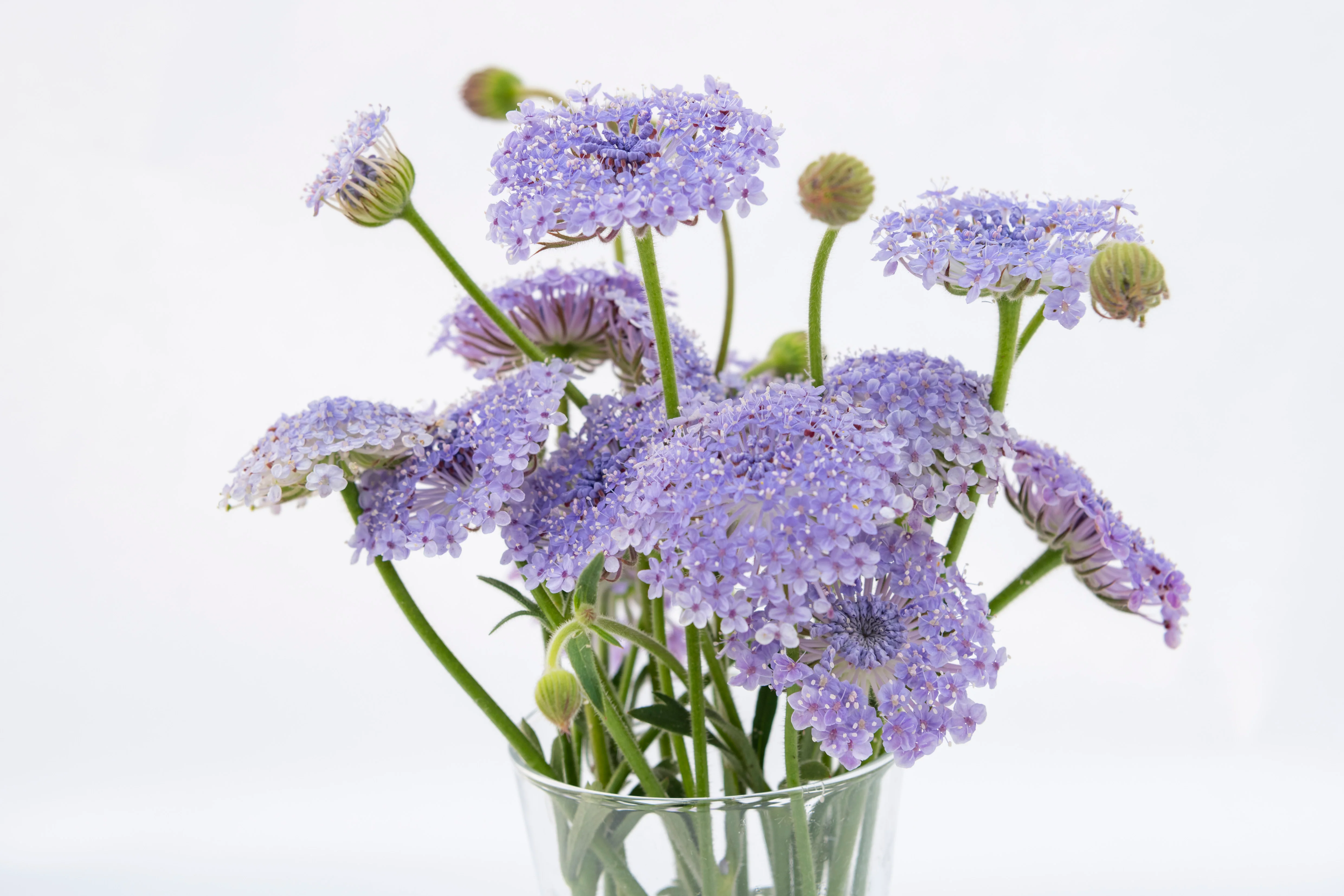 Lace Blue - Image 5