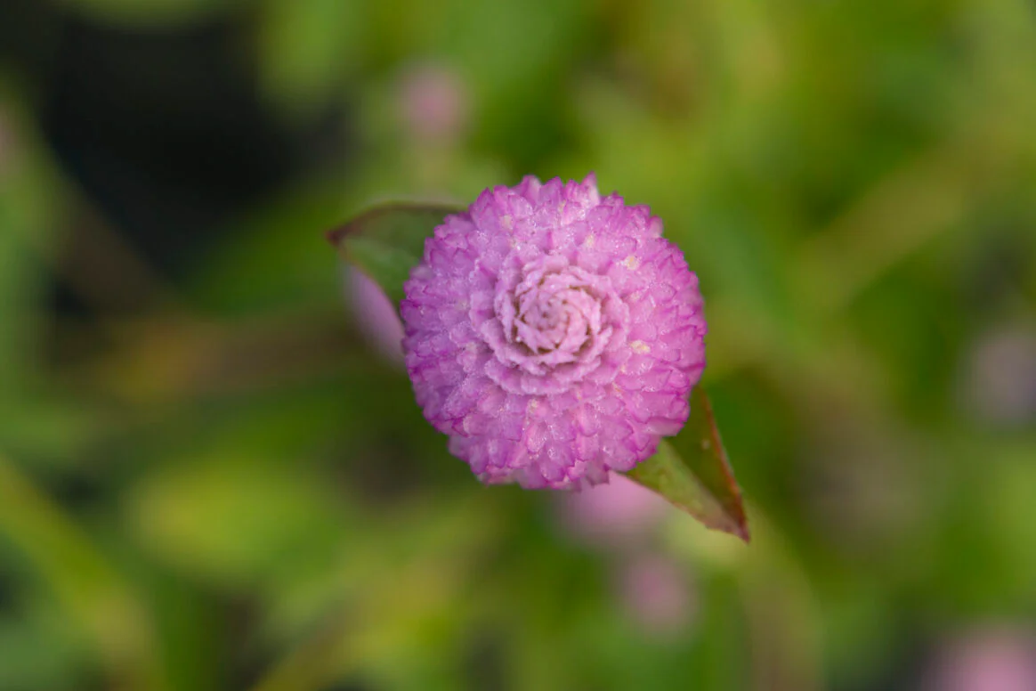 Lavender Lady - Image 5