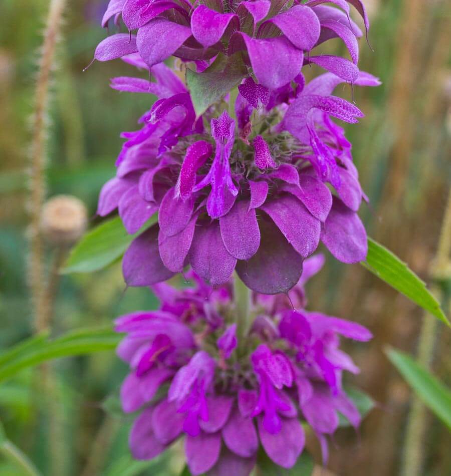 Lemon Bergamot - Image 3