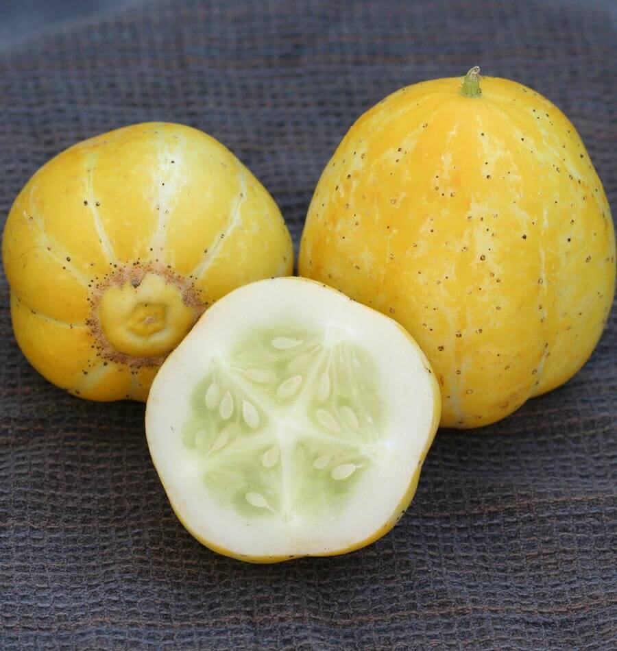 Lemon Cucumber - Image 2