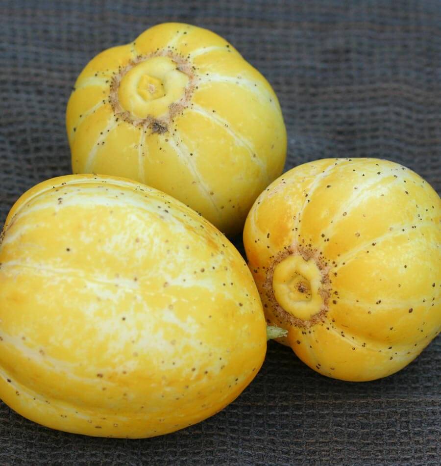 Lemon Cucumber - Image 3