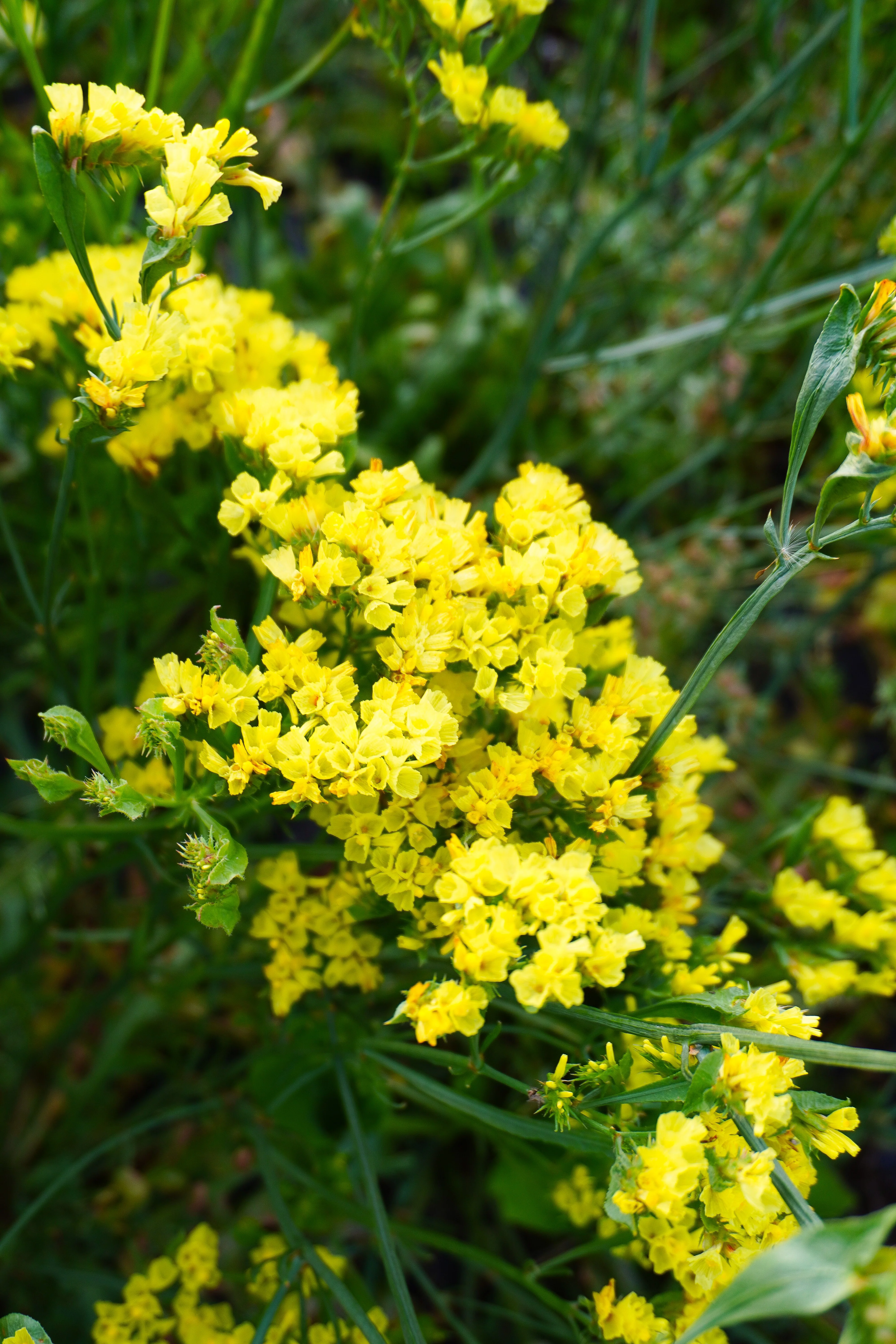 Lemon Yellow Bonduelli - Image 2