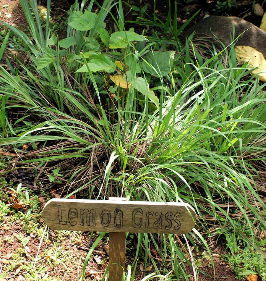 Lemongrass - Image 3