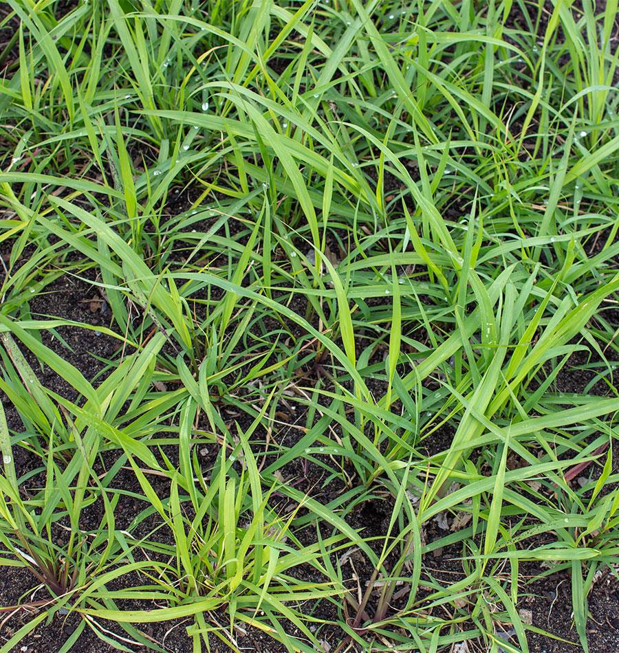 Lemongrass - Image 4