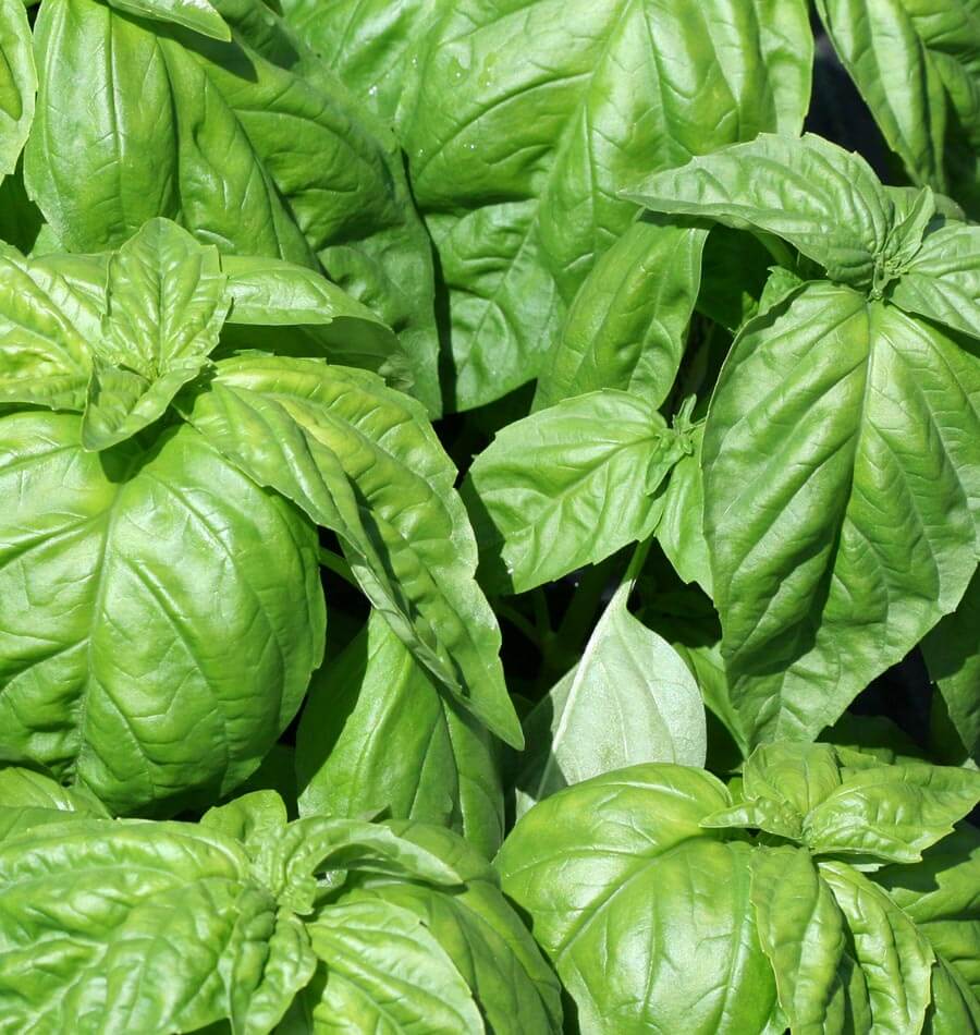 Lettuce Leaf Basil - Image 3