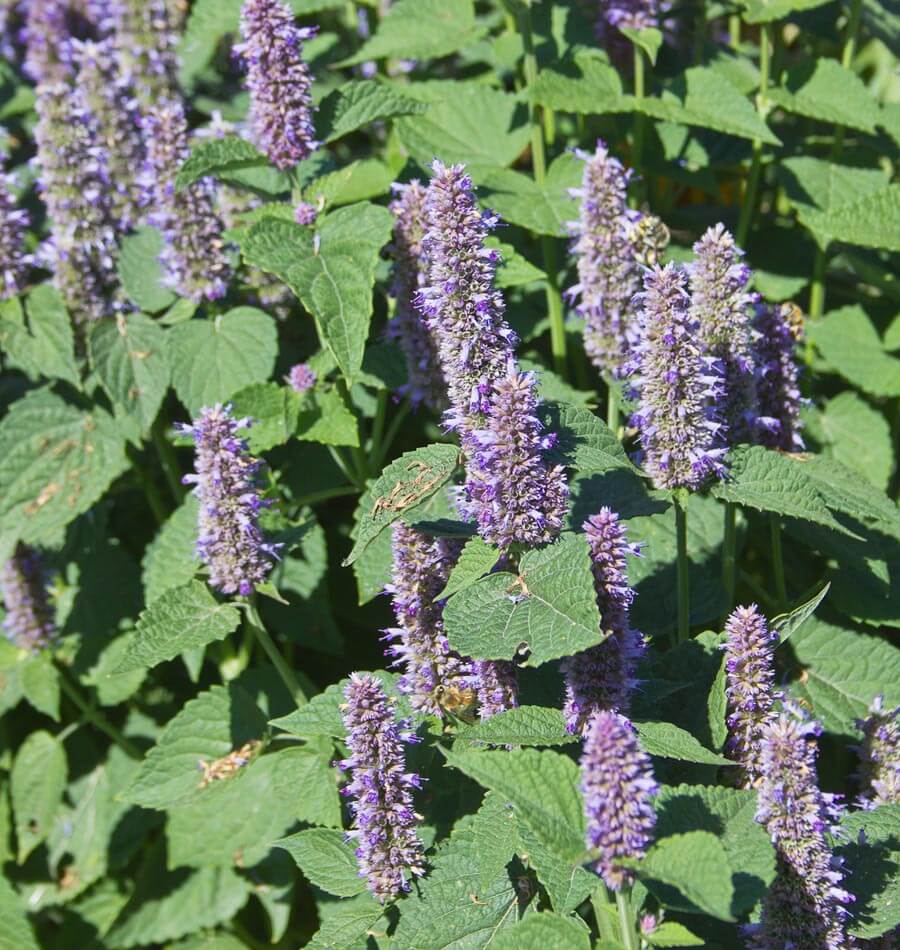 Licorice Mint - Image 4