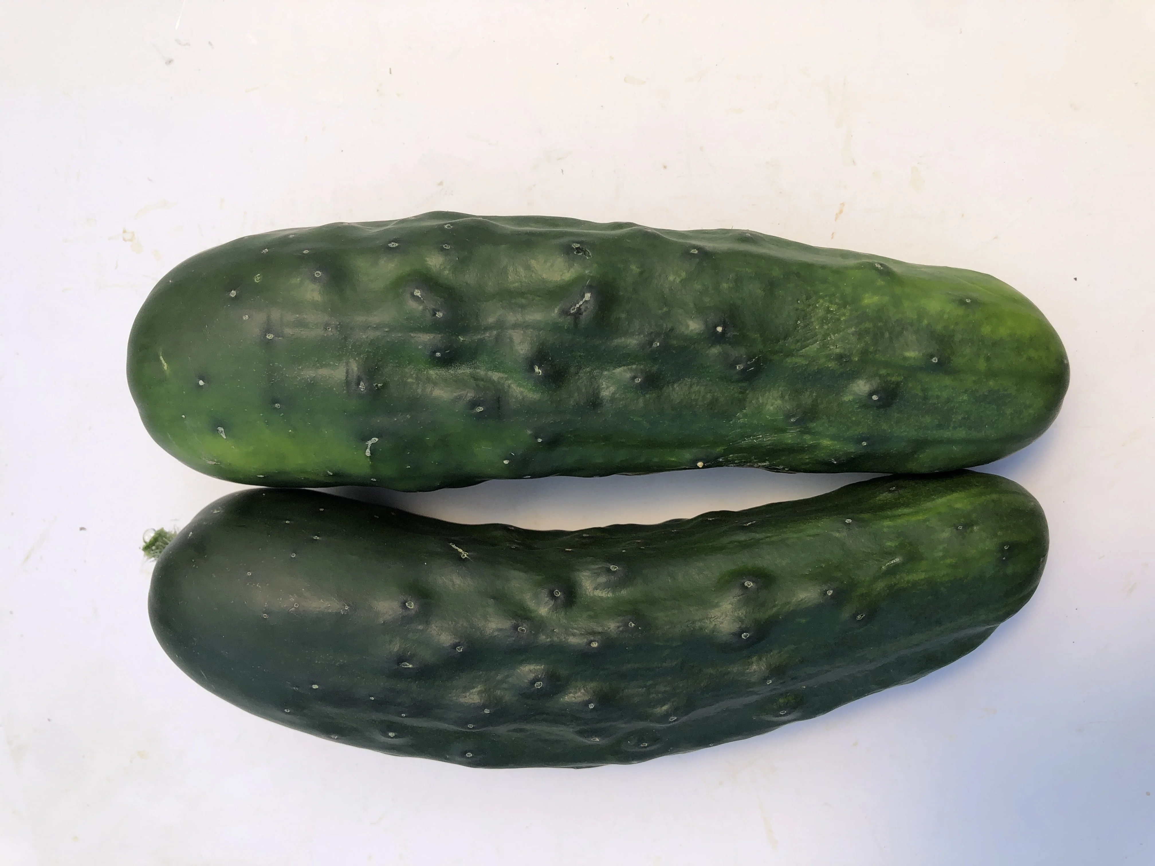 Marketmore 76 Organic - Image 2