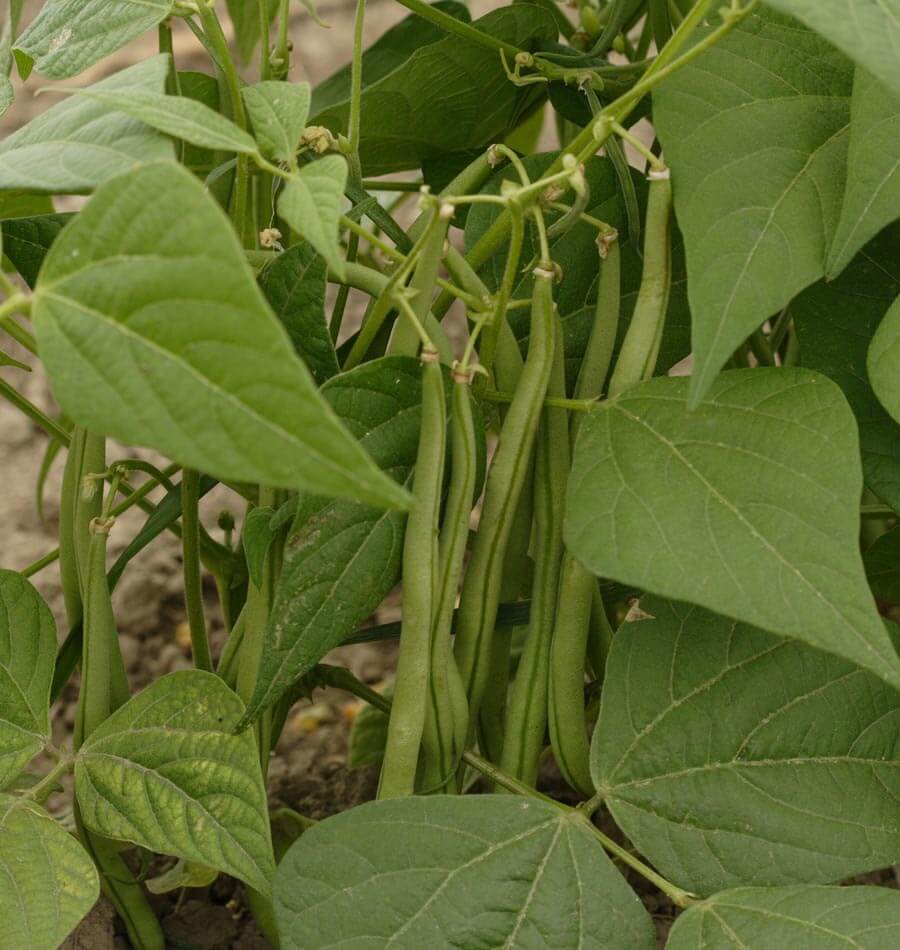 Maxibel Organic - Image 2