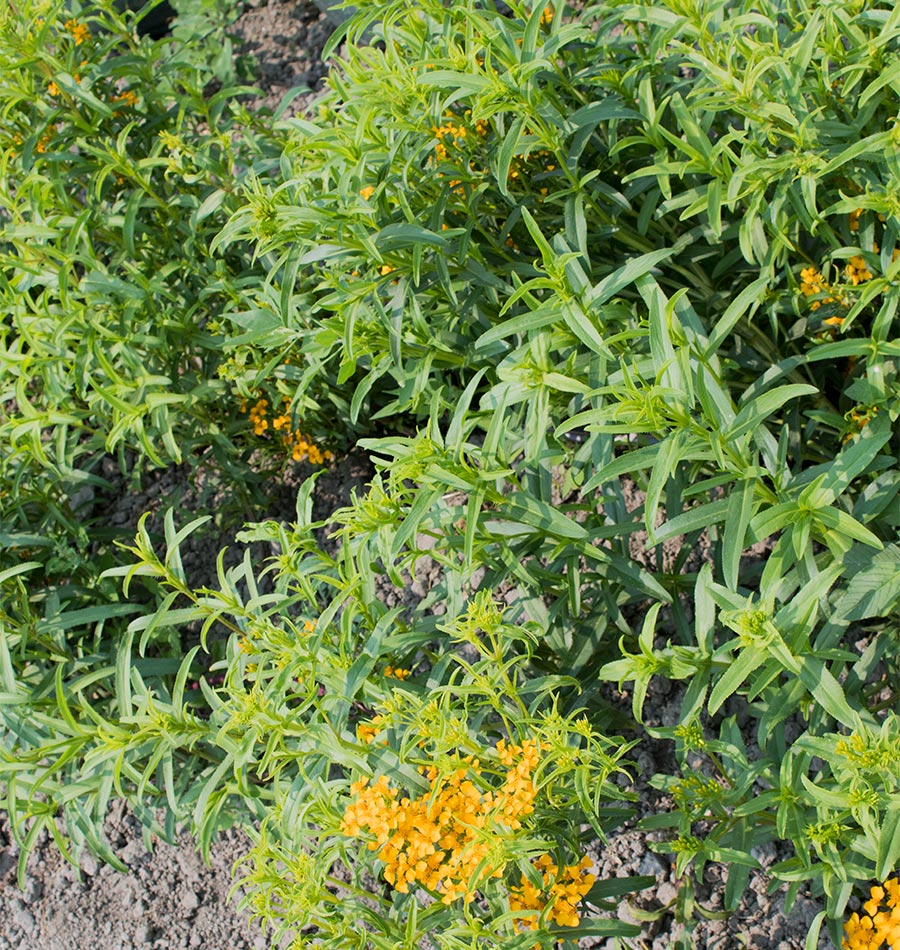 Mexican Tarragon Organic - Image 3