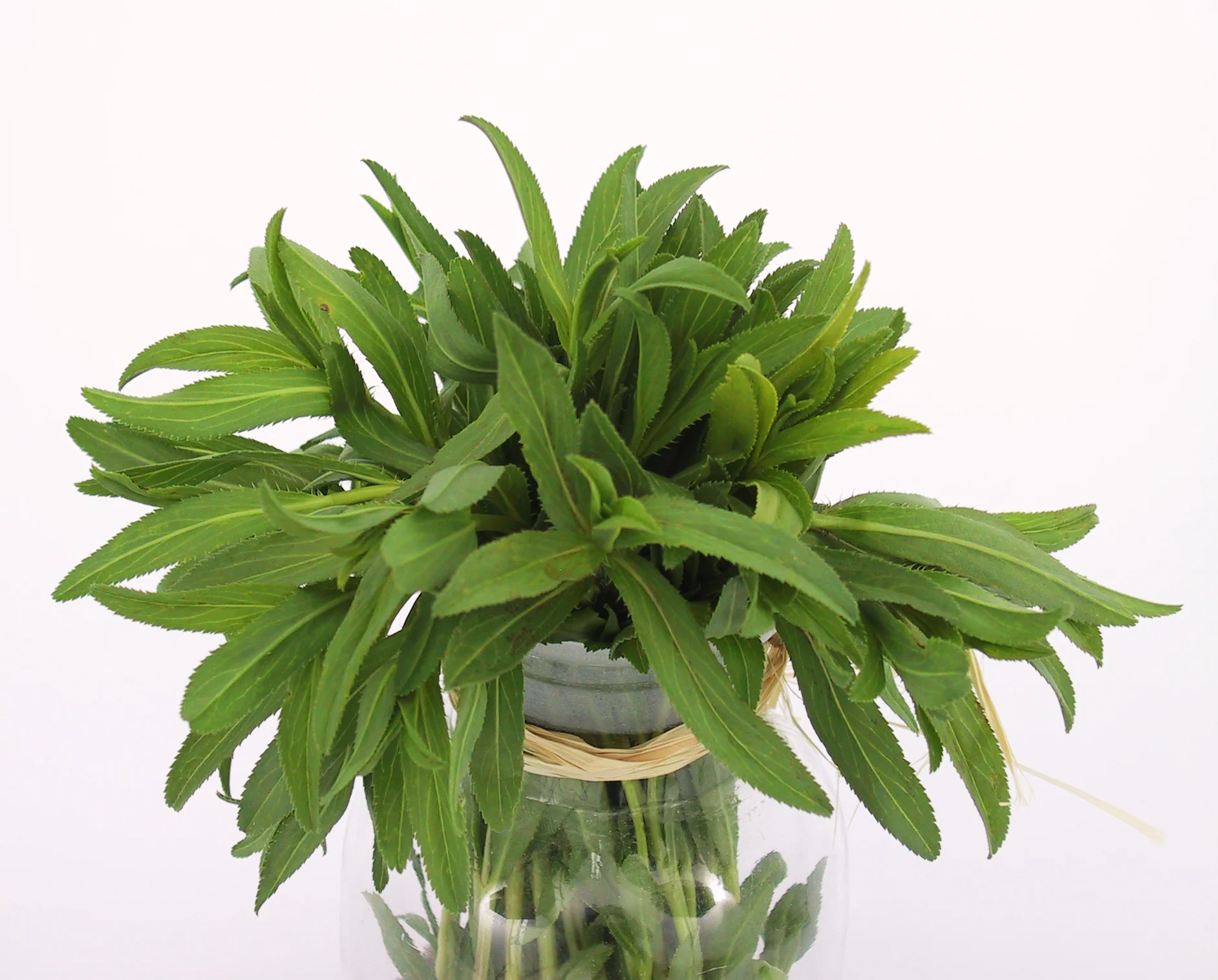 Mexican Tarragon Organic - Image 4