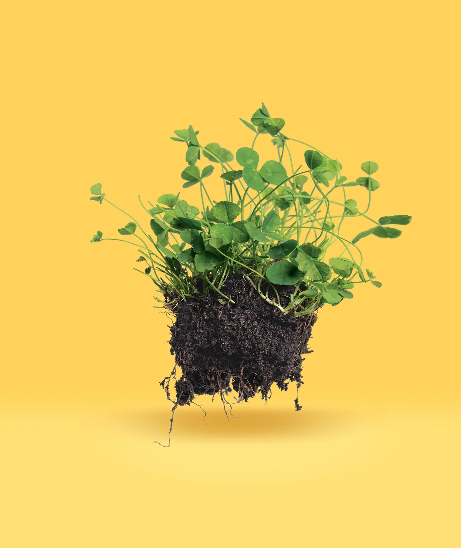 Micro Clover Seed Raw - Image 3
