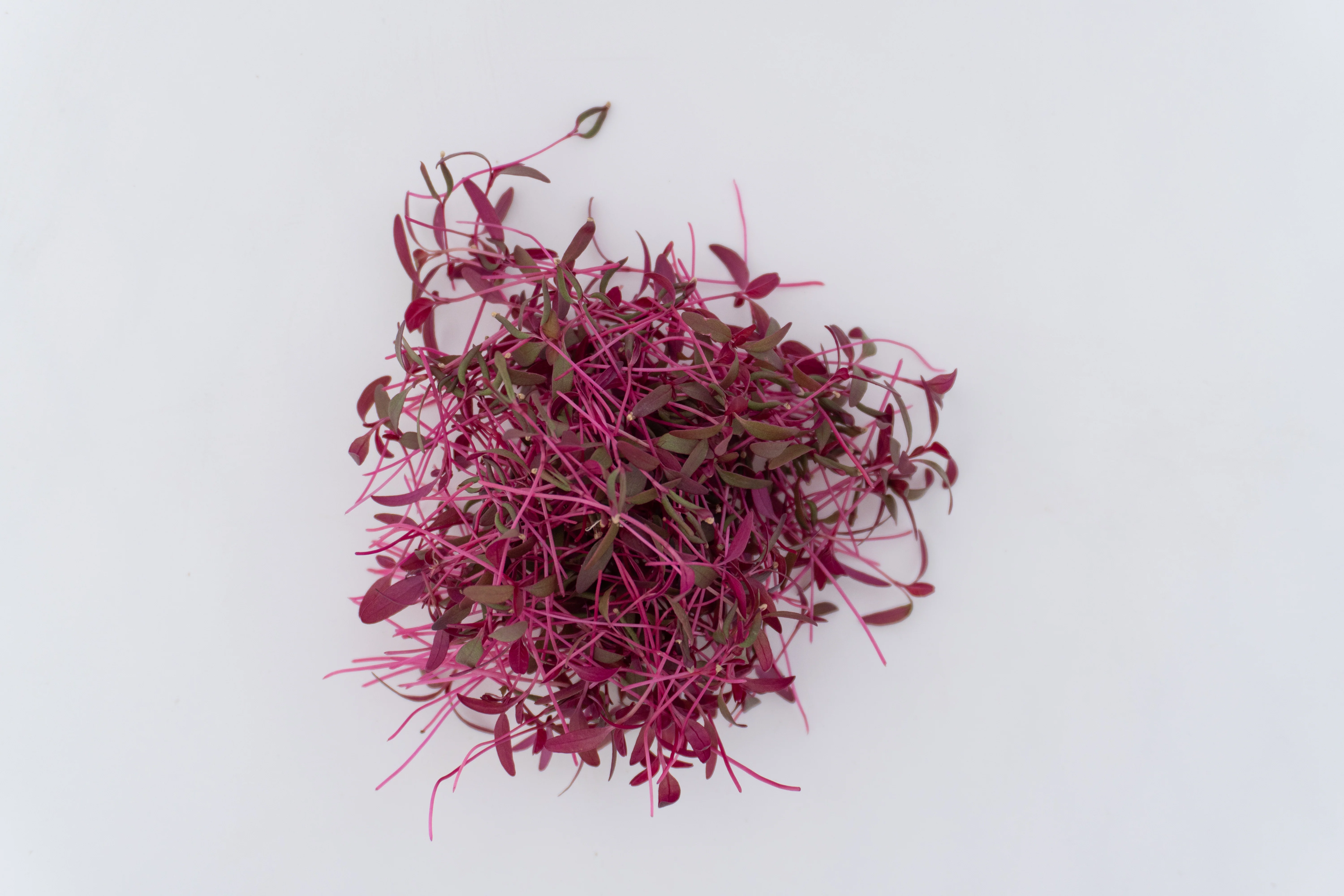 Microgreen Amaranth Seeds - Image 4