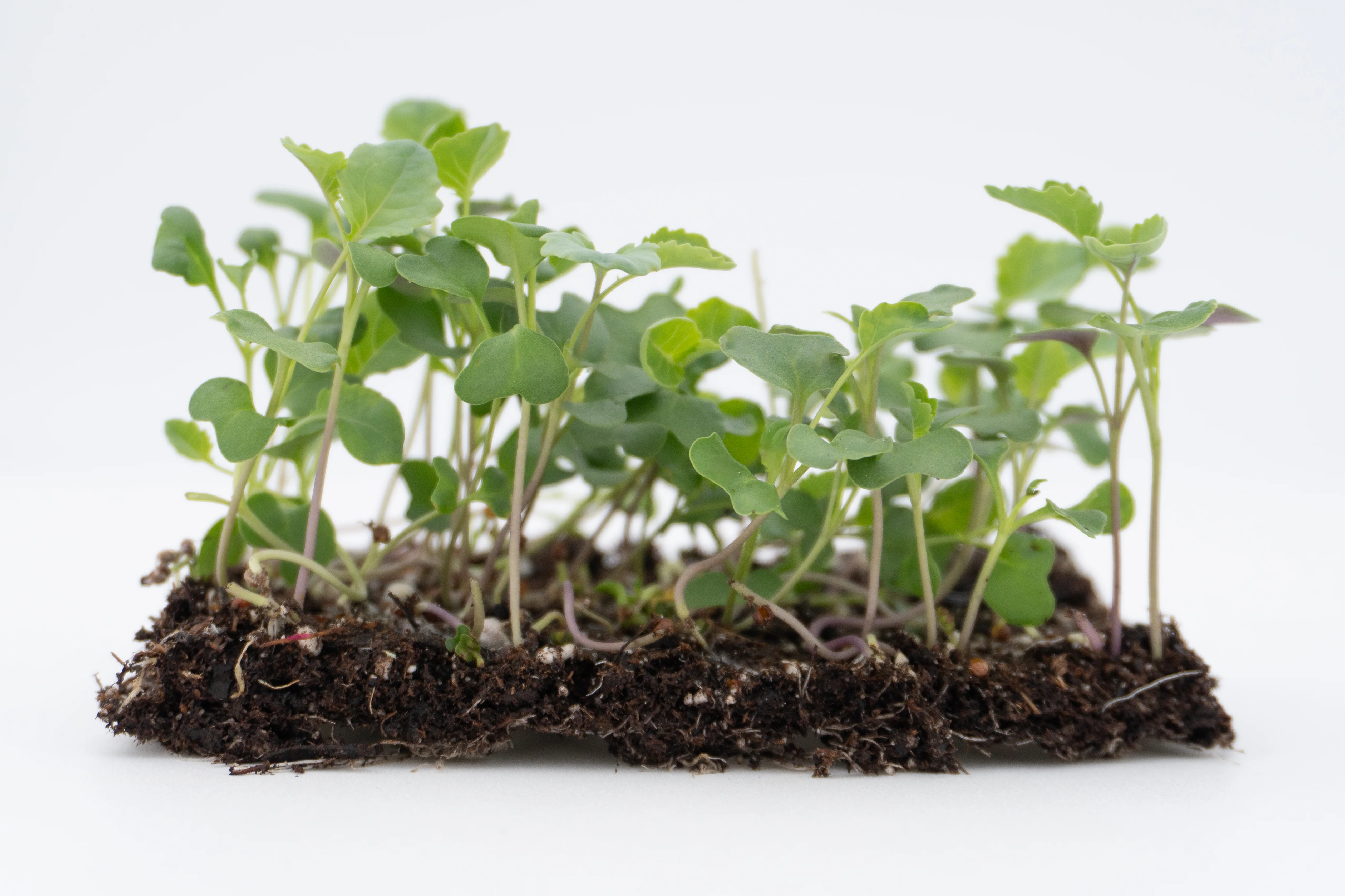 Microgreen Broccoli Organic - Image 3