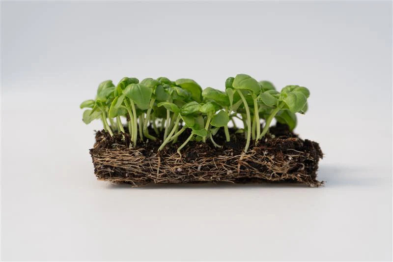 Microgreens Basil