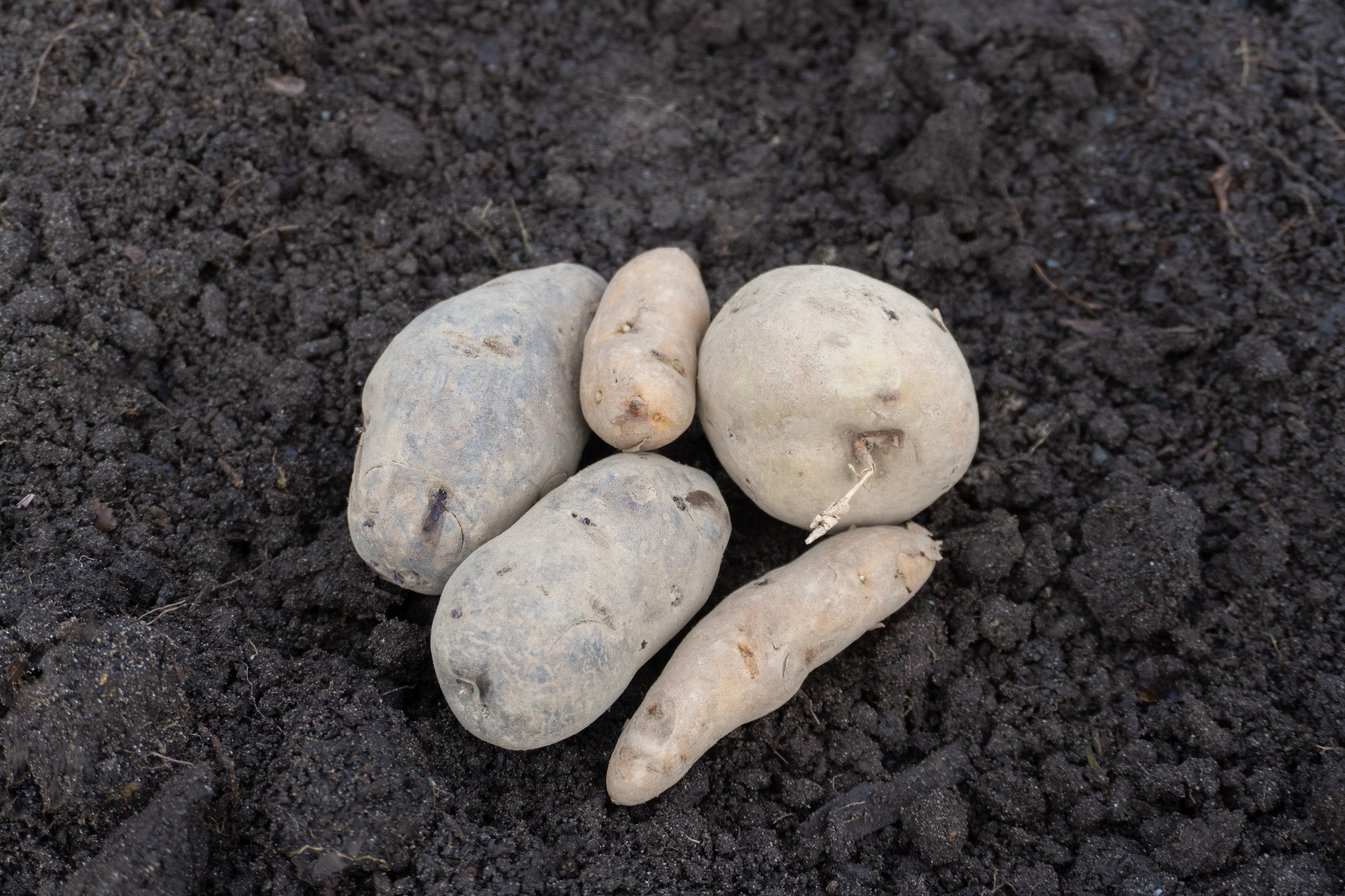 Potato Mix Organic - Image 4