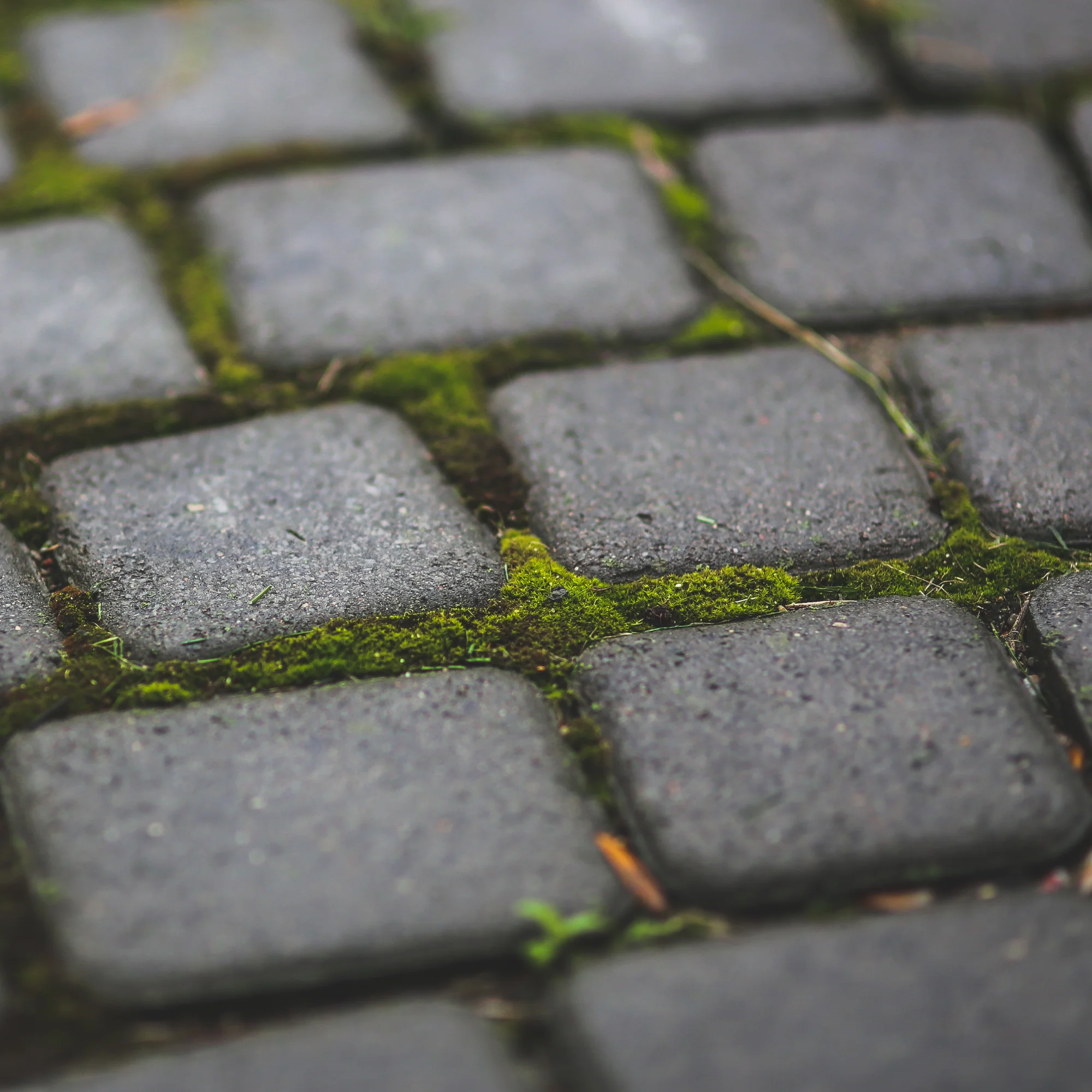 Growable Moss for the Shade (16oz) - Image 3