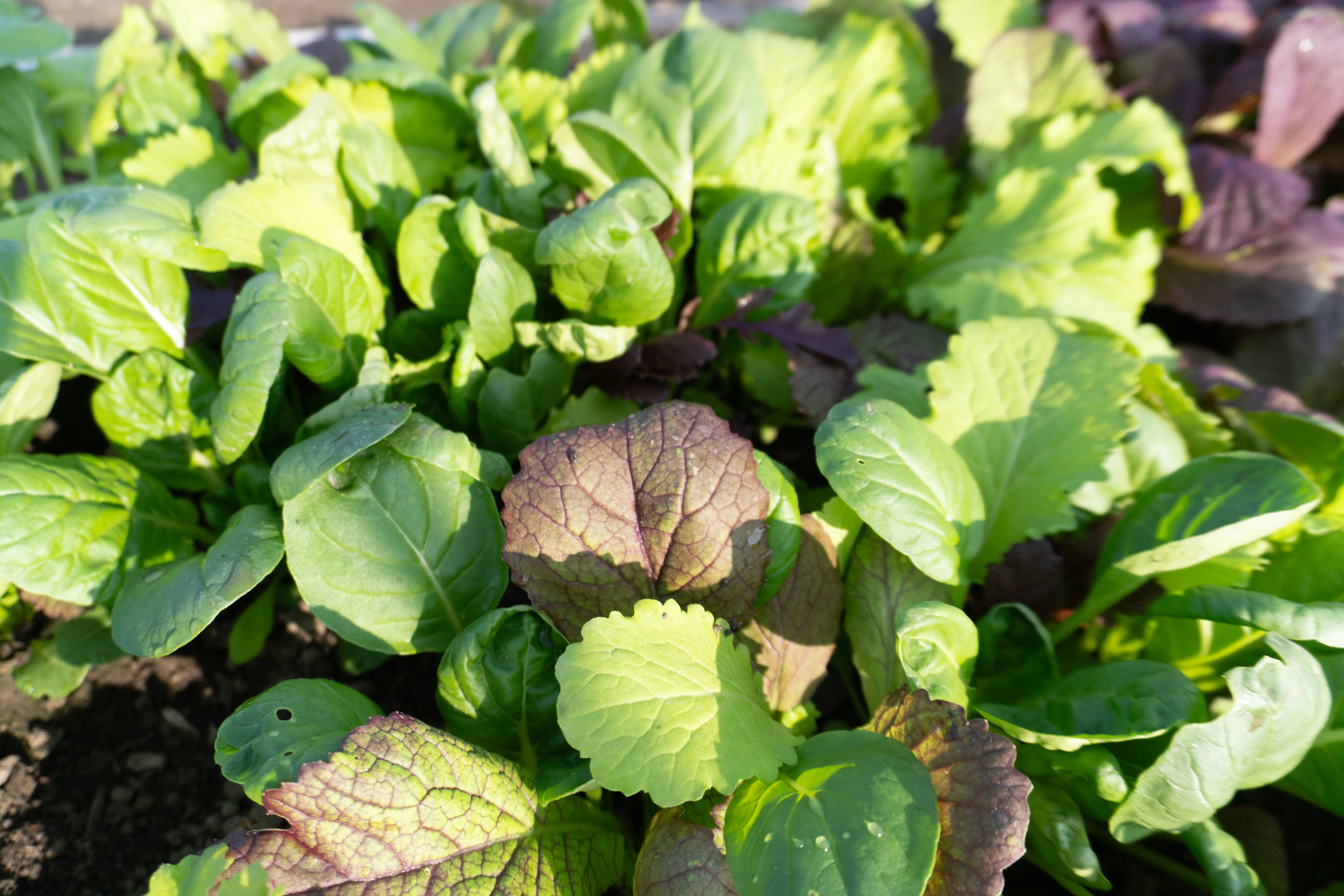 Mustard Greens Blend - Image 2