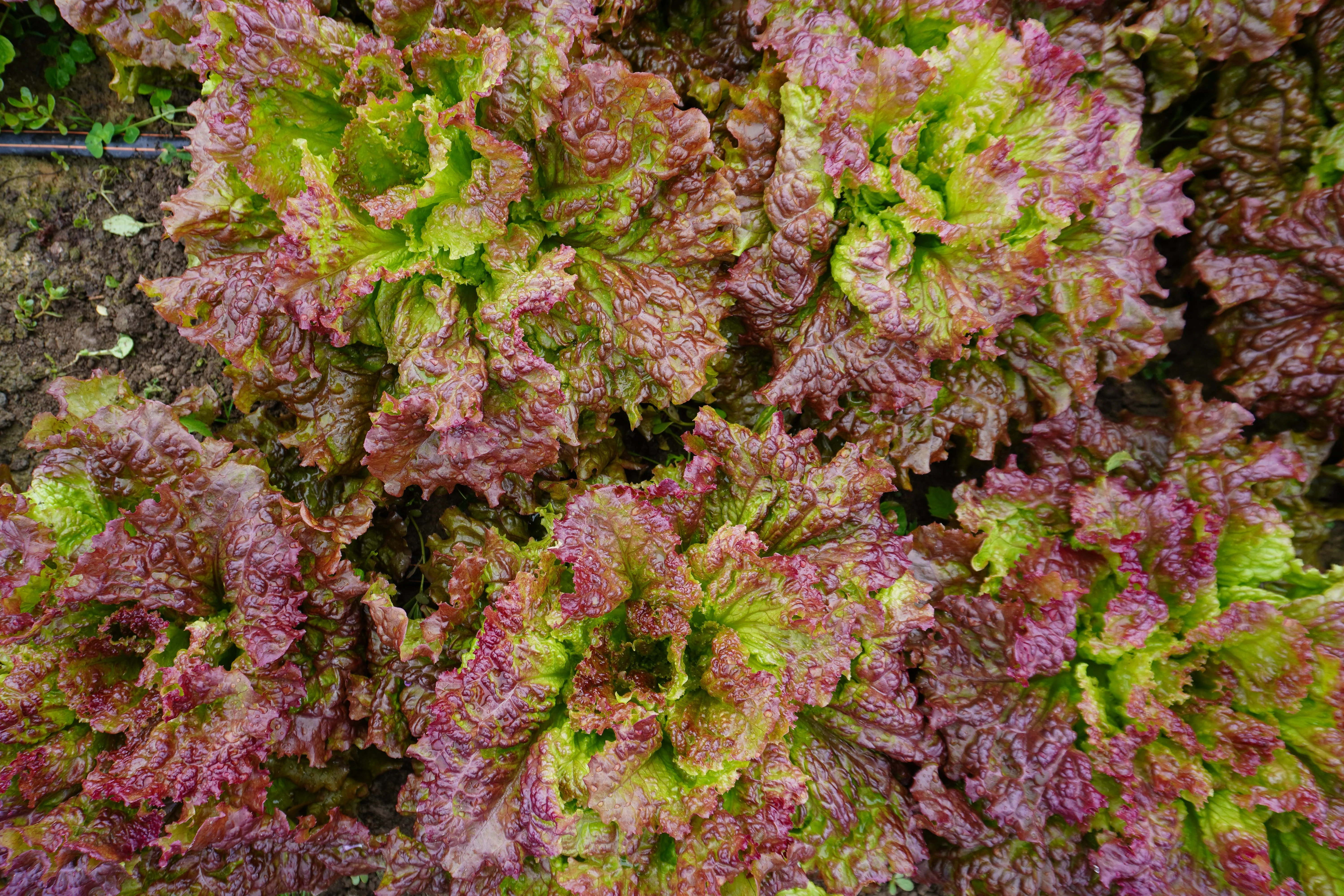 New Red Fire Organic - Image 3