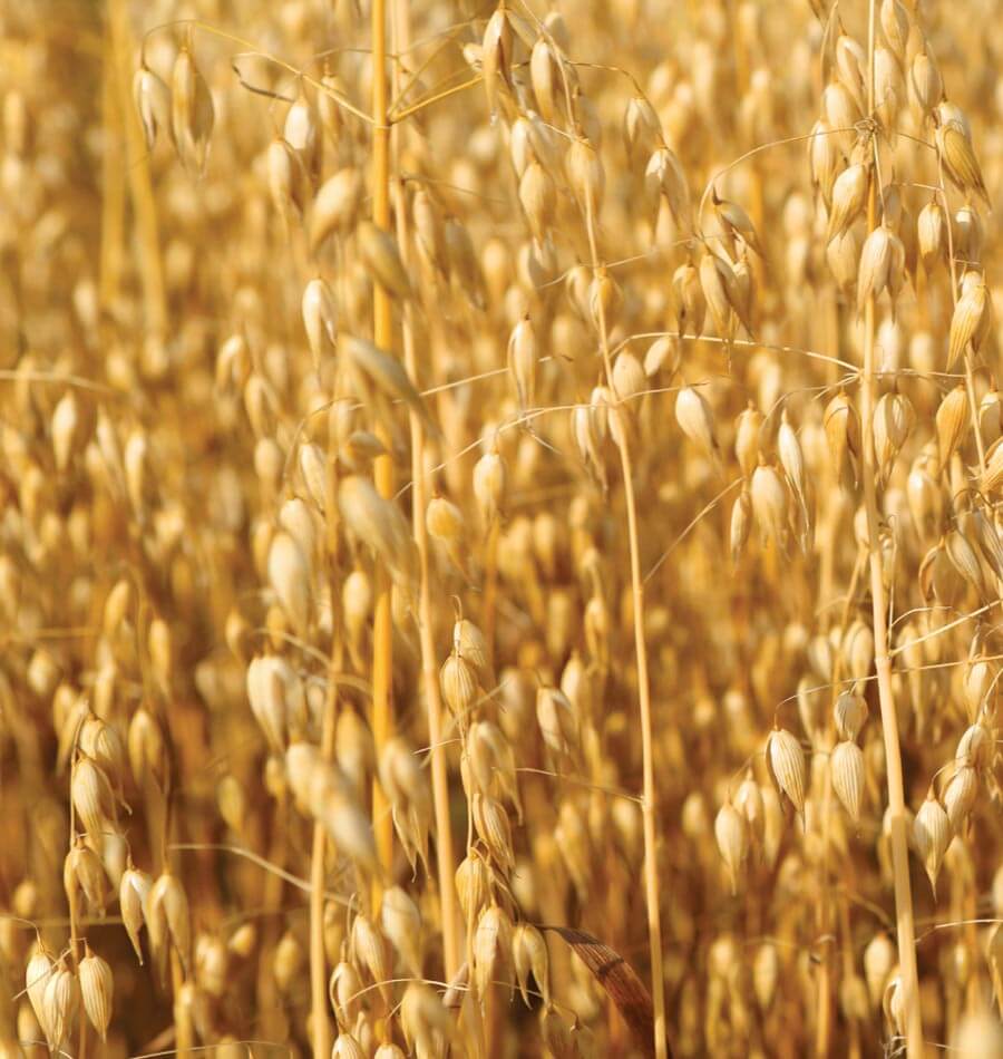 Oats - Image 4