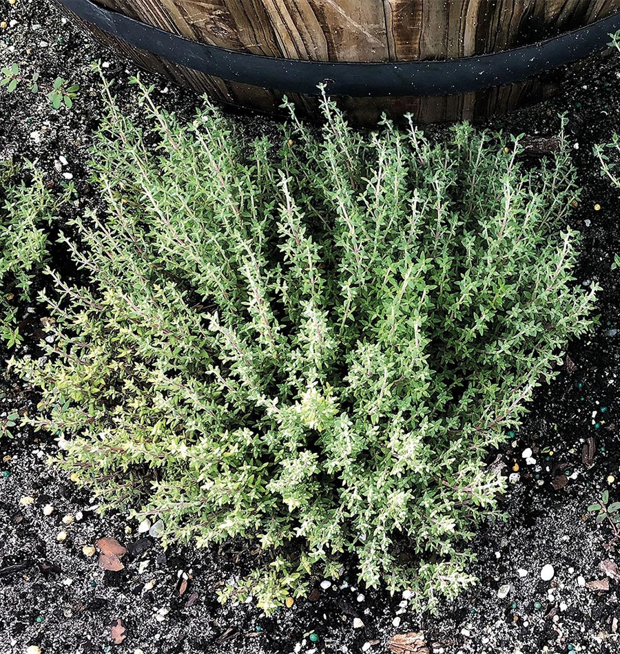 Orangelo Thyme - Image 3