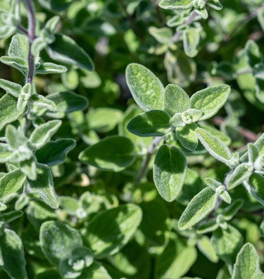 Za'atar Oregano Organic - Image 4