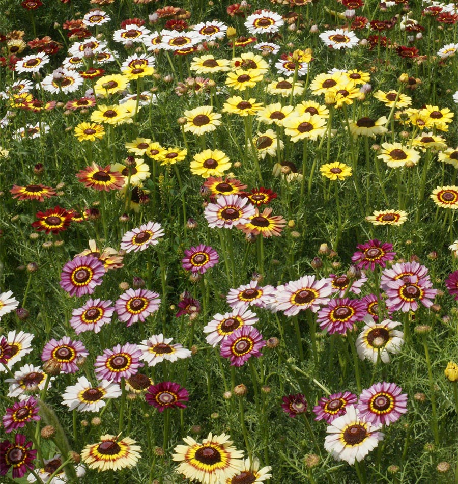 Painted Daisies