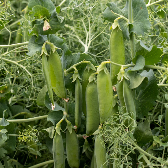 Parsley Pea - Image 4