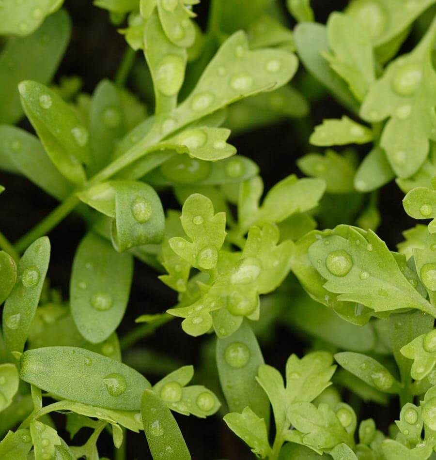 Curly Cress Peppergrass - Image 2