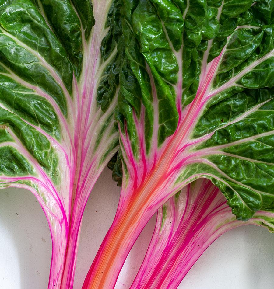Peppermint Chard