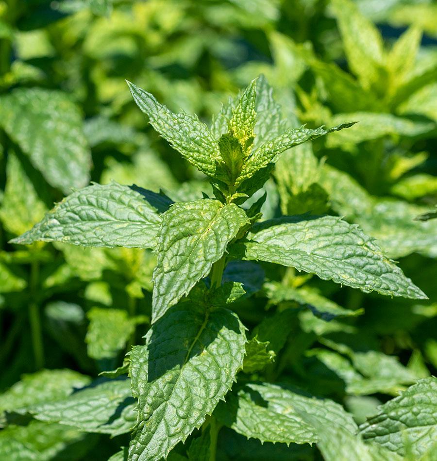 Peppermint - Image 3