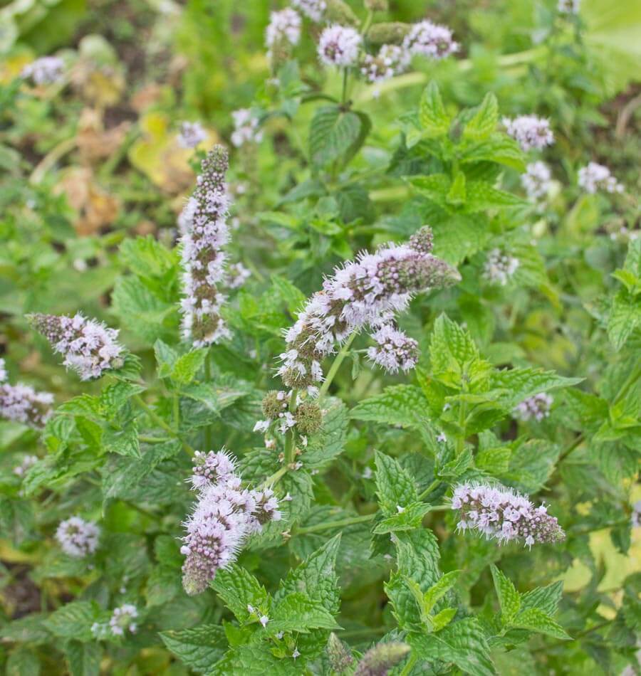 Peppermint - Image 4