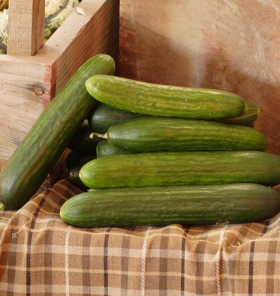 Picolino F1 Organic - Image 4
