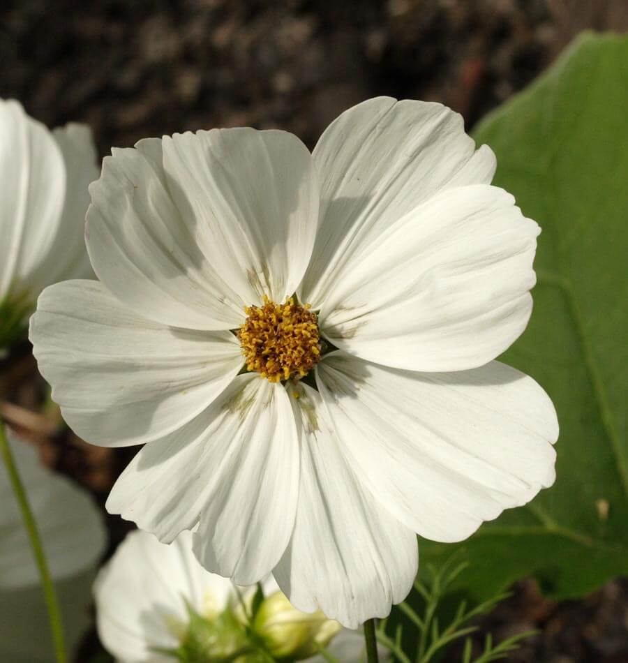Purity - Image 3