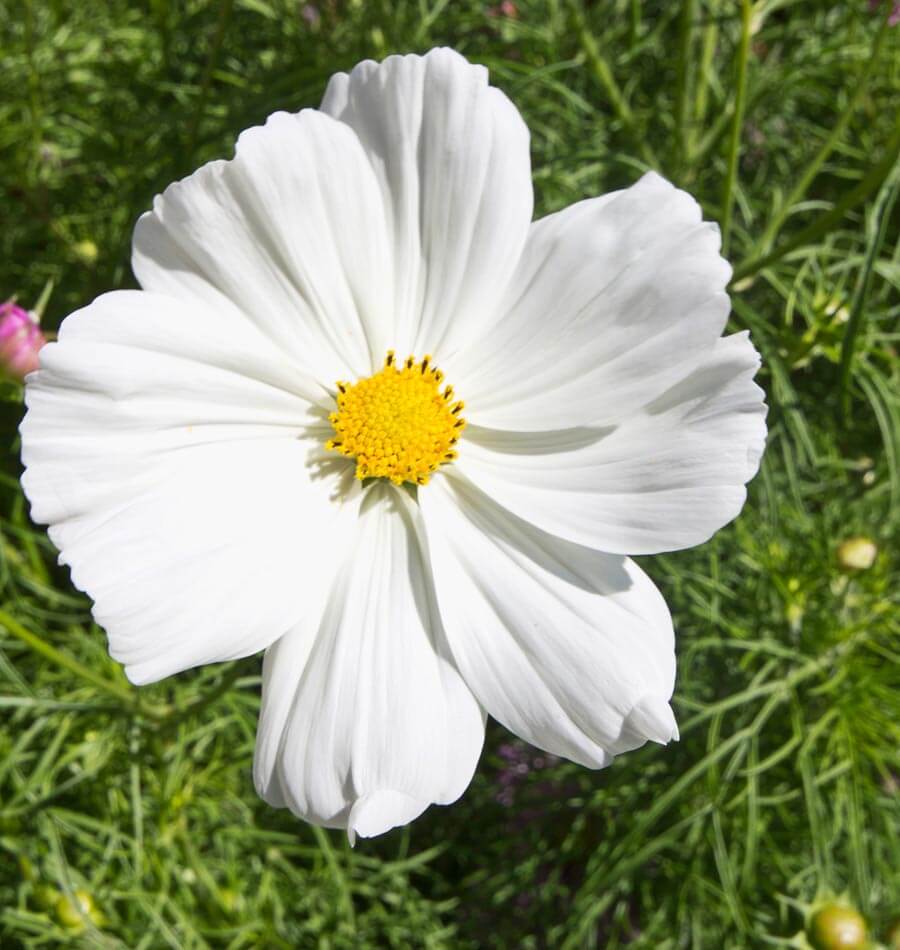 Purity - Image 4