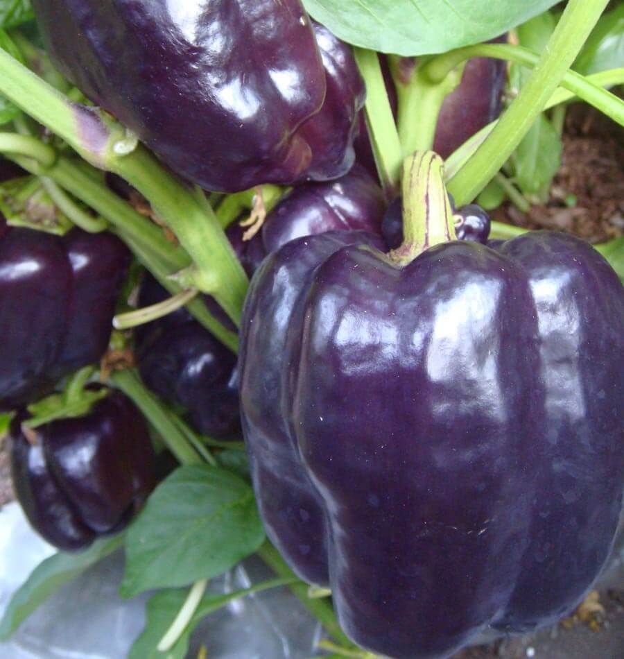 Purple Beauty - Image 3