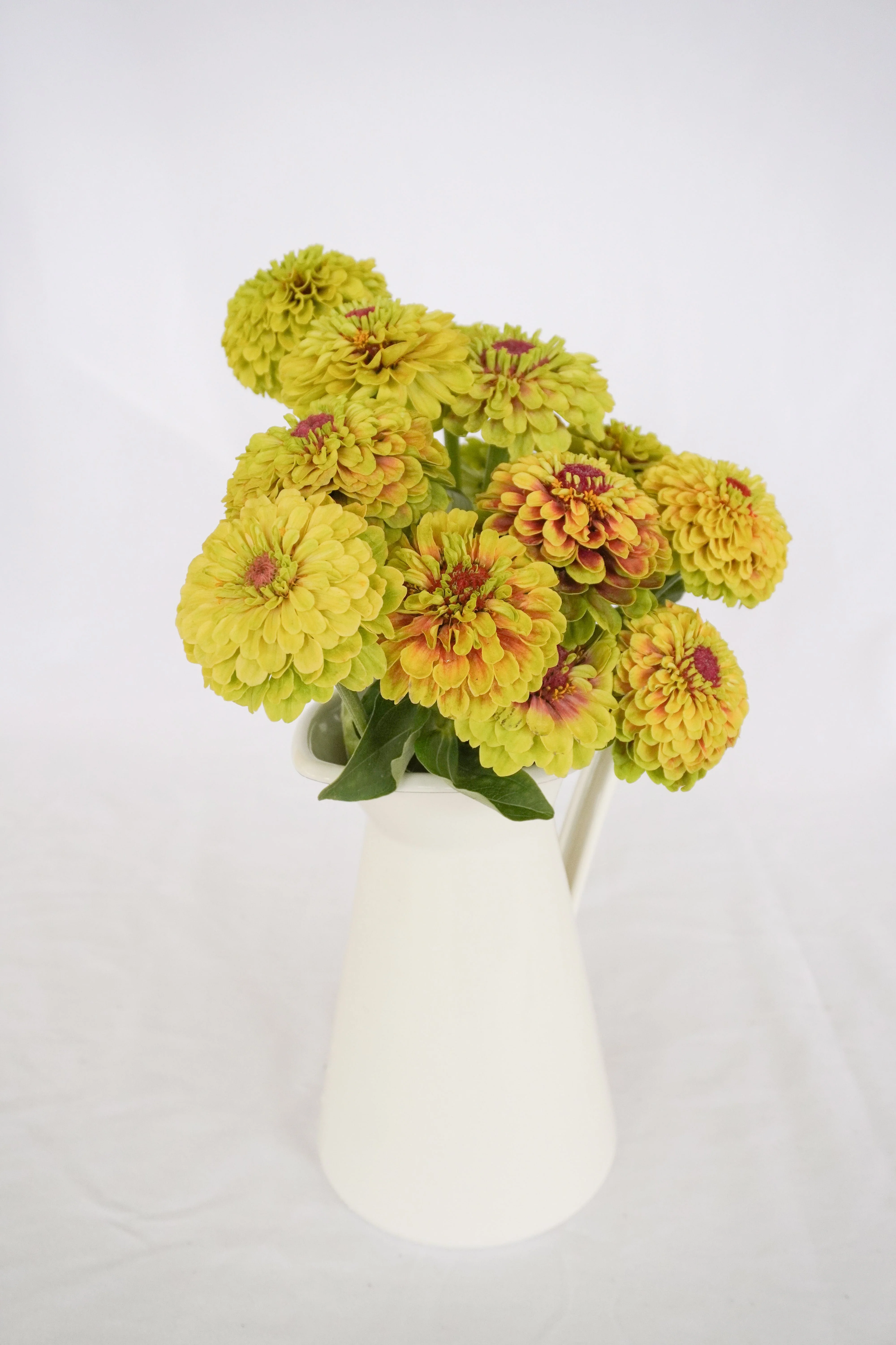 Queeny Lime with Blotch - Image 2